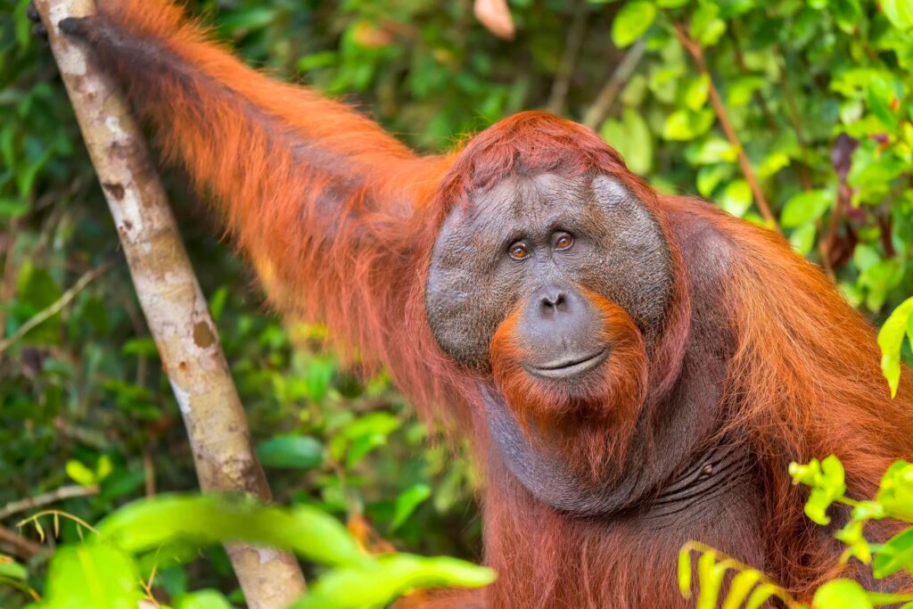 Sumatraorangutangen er blant verdens mest utrydningstruede dyr, og er med i Dyreparkens bevaringsprogram. Foto: Dyreparken.