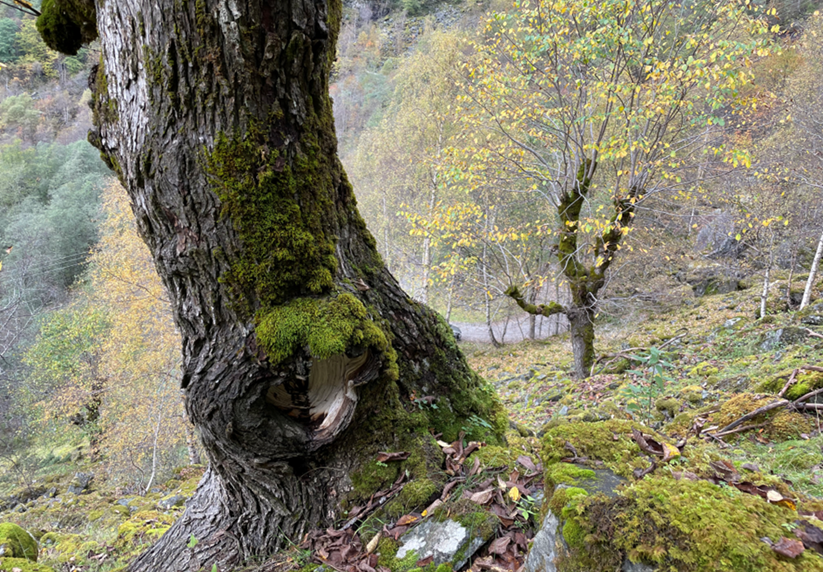 Inngrep i naturen
